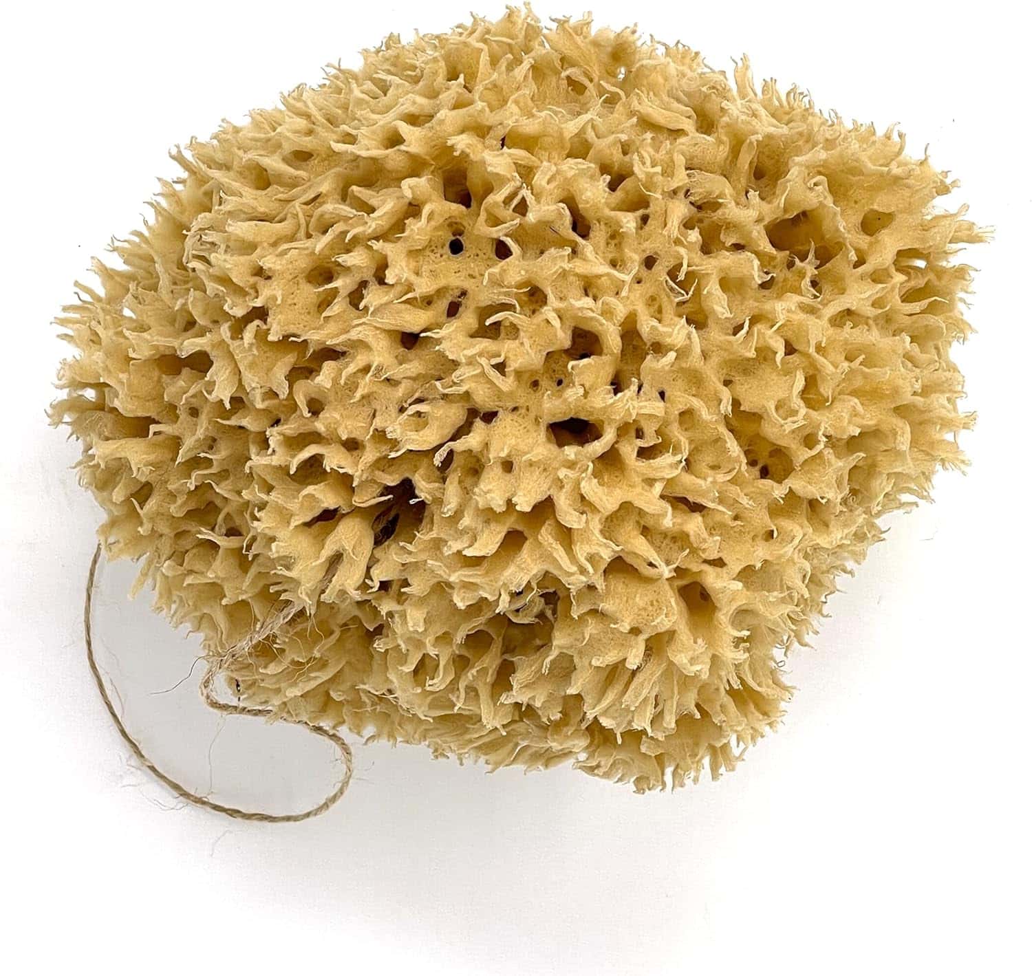 A large natural sea sponge with a jute hanging cord