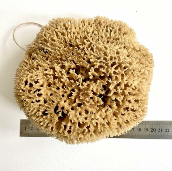 Large Natural Sponges from the Ocean