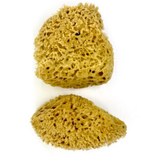 half ocean sponge with cut side