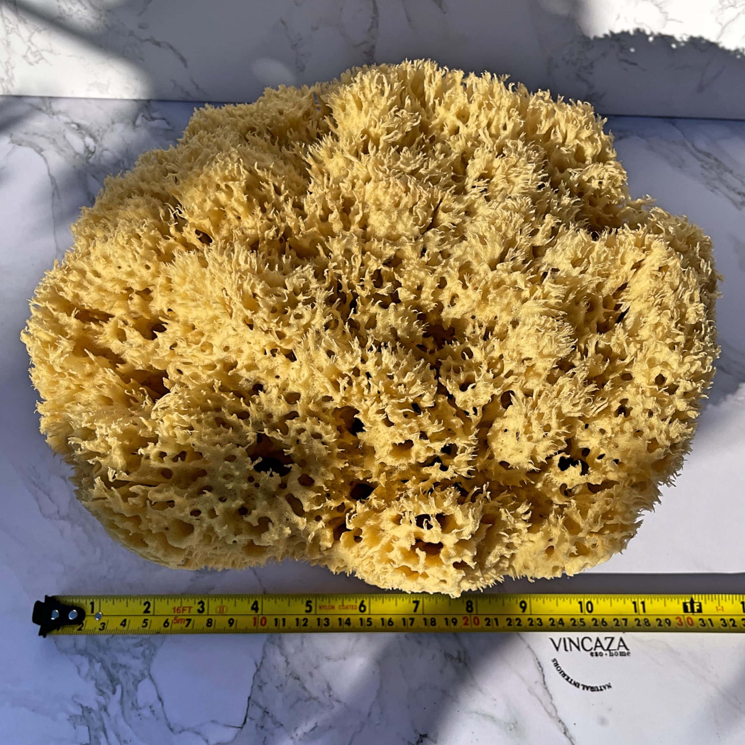 whole natural giant sponges 22-24cm