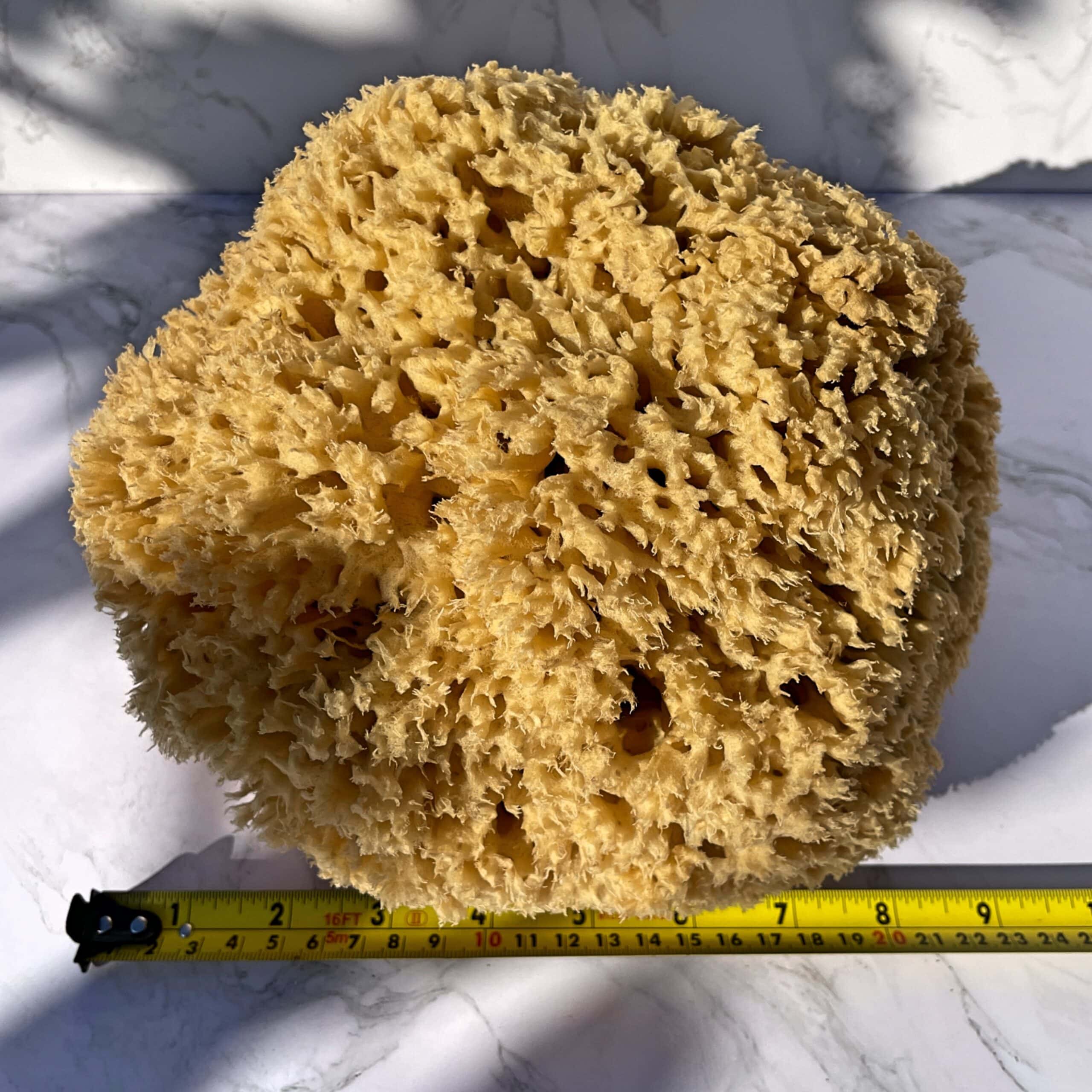 giant whole natural bath sponges 20-22cm