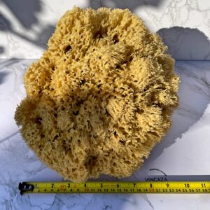 xxl natural shower sponges