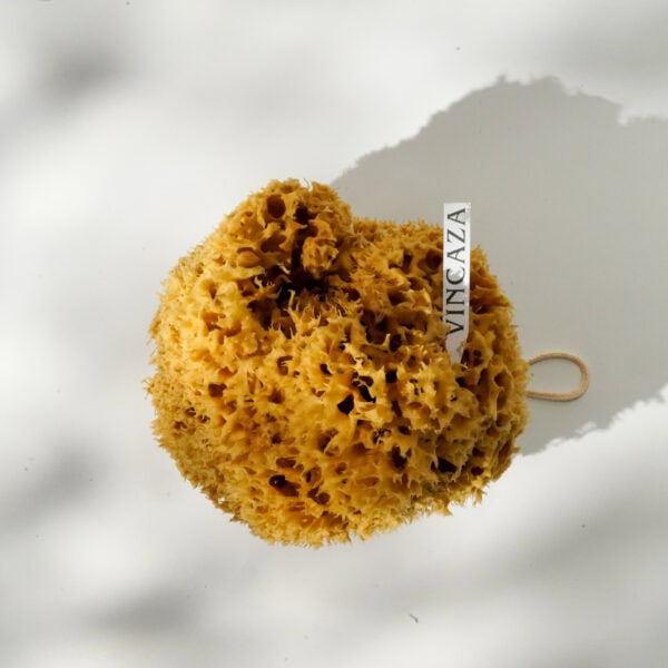 sea sponge for artist