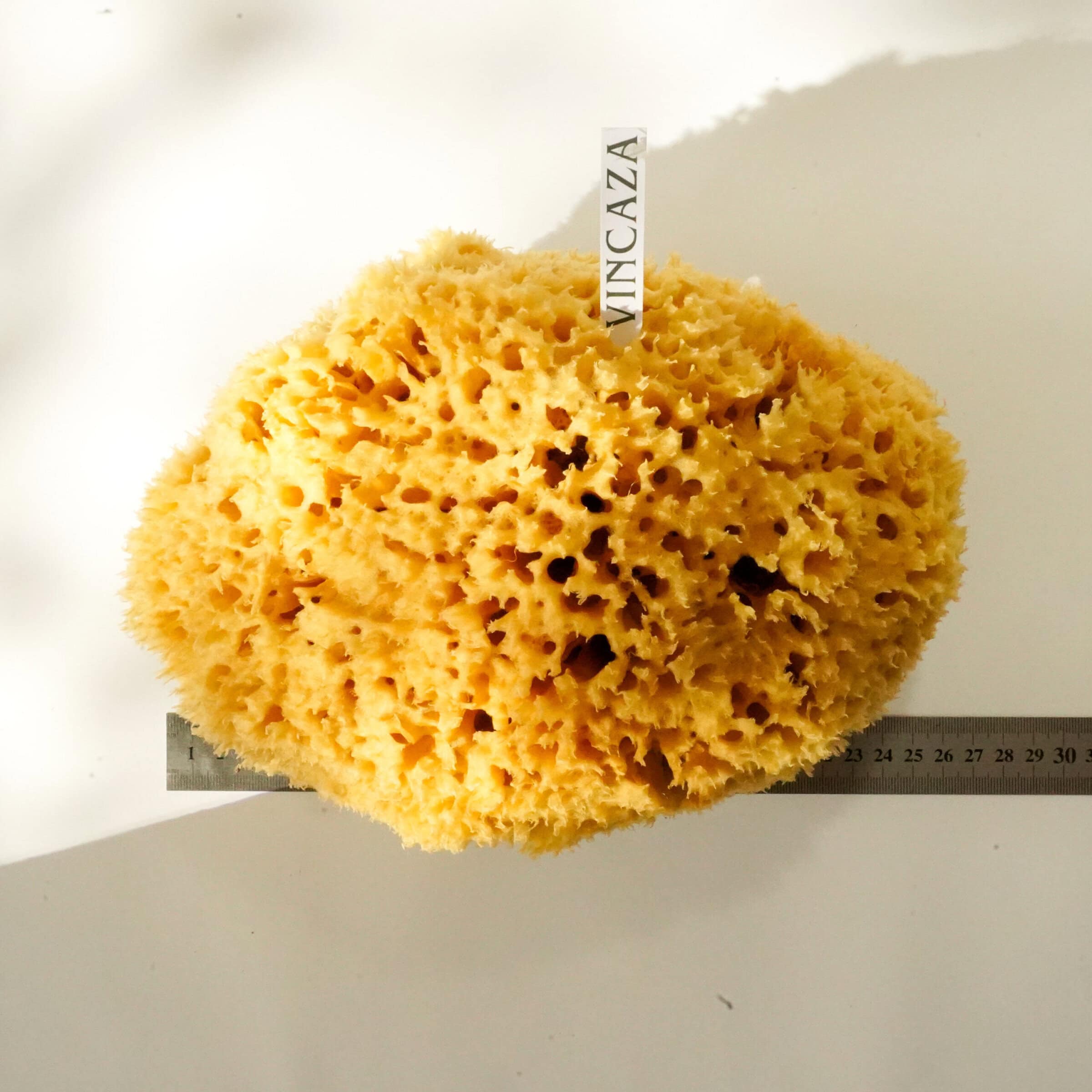sponge natural from sea