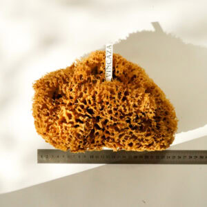 sea sponge for art