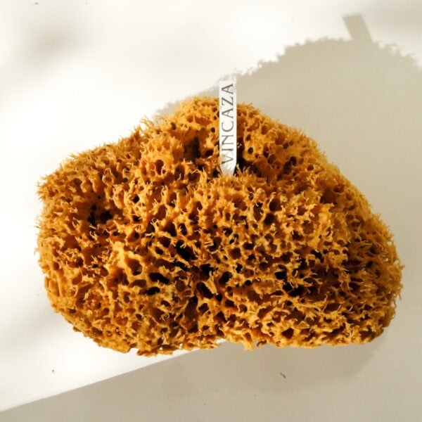sea sponge for art