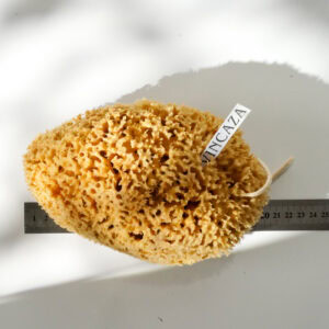 natural sea sponge