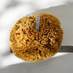 Artist Sponge for Painting, Arts & Crafts - Whole Natural Sponge (XXL, 18-20cm)