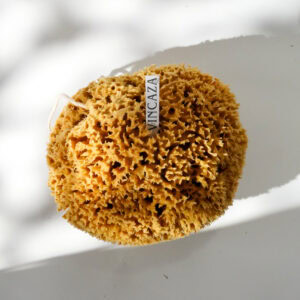 artist sea sponge