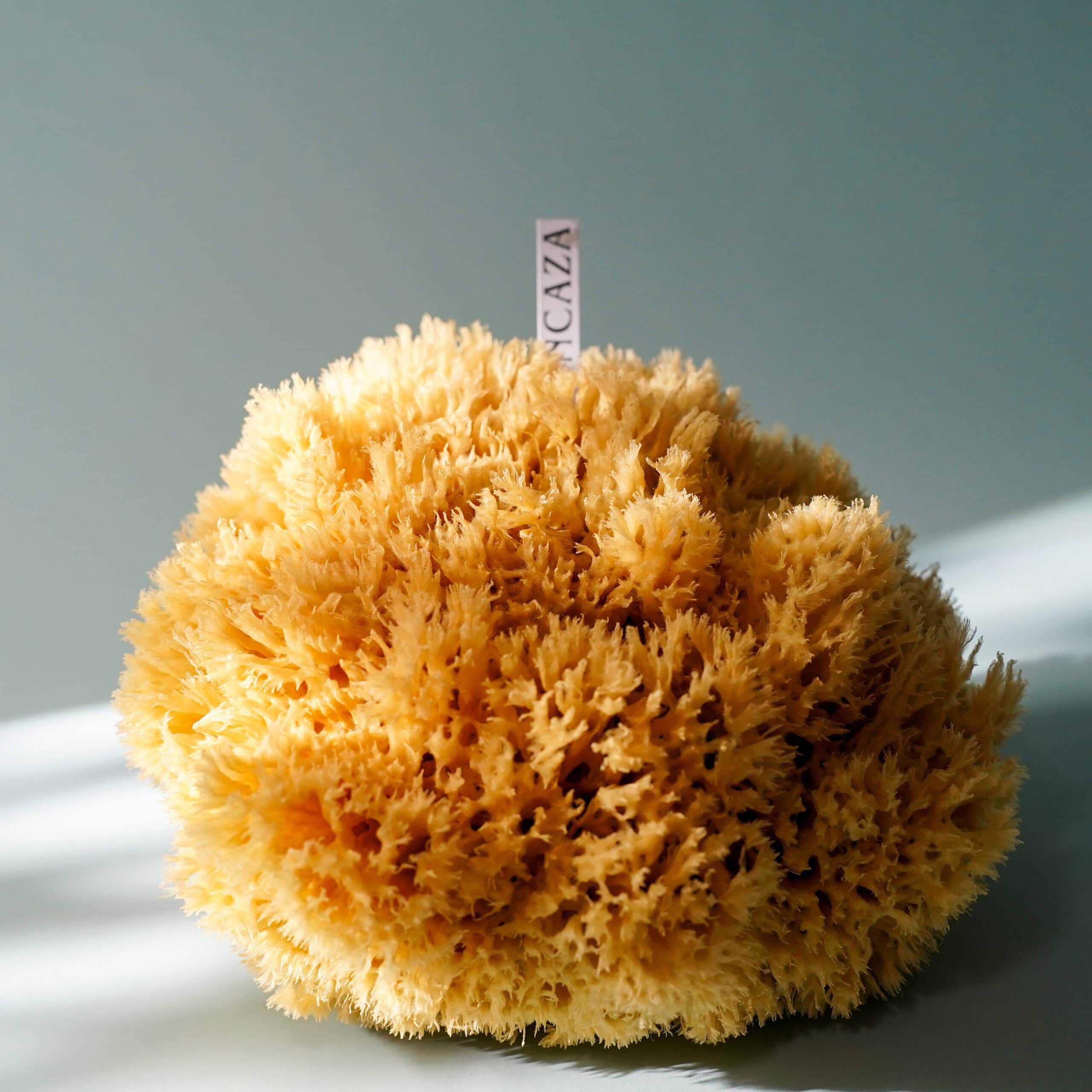 natural sea sponge