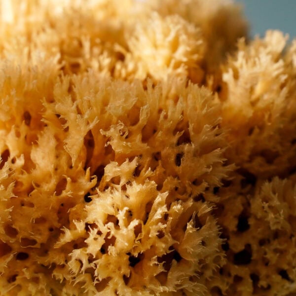 sea sponge