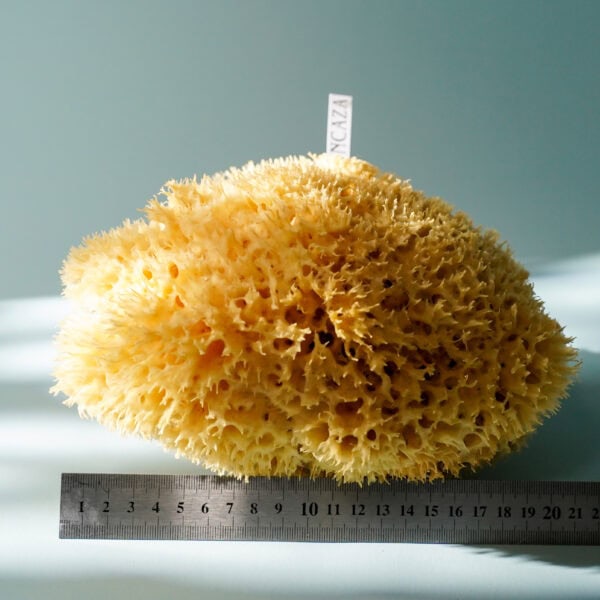 sea sponge