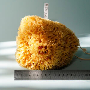 extra large sea sponge