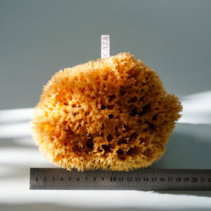 natural sea sponge