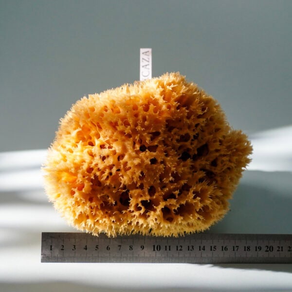 natural sea sponge