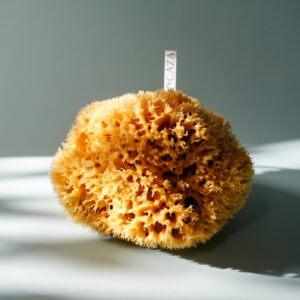small sea sponge