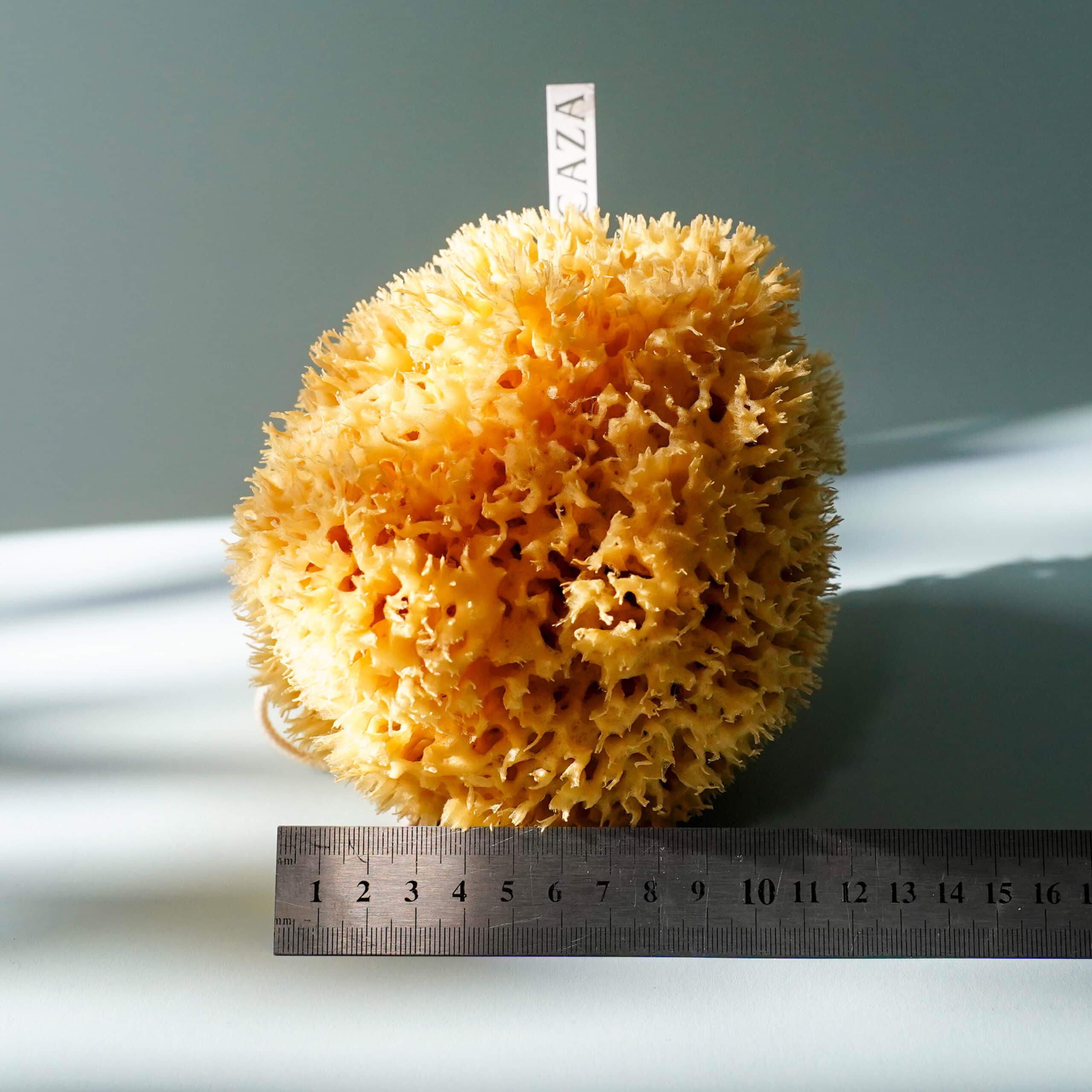 natural sponge small