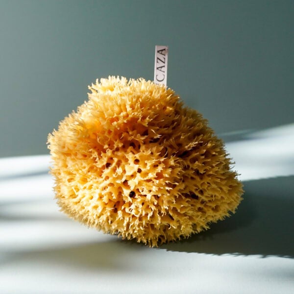 natural sponge