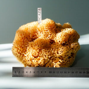 natural sponge xxl