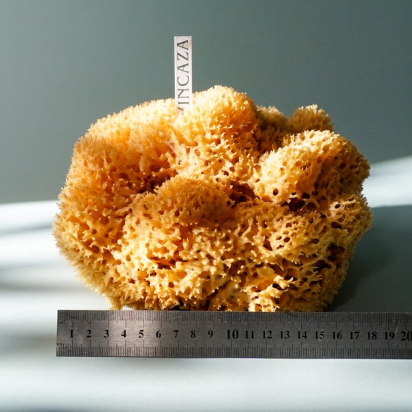 natural sponge xxl