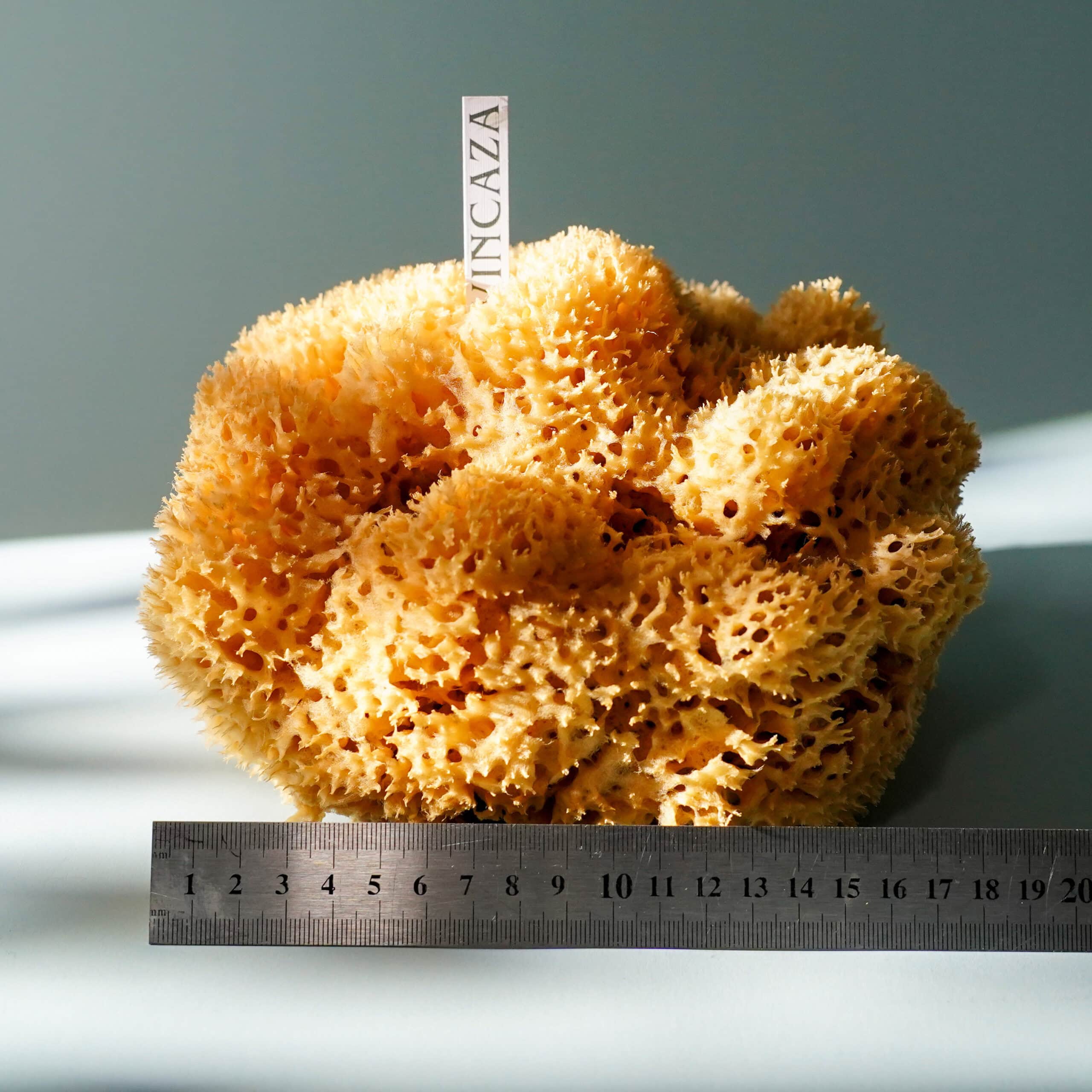 natural sponge xxl