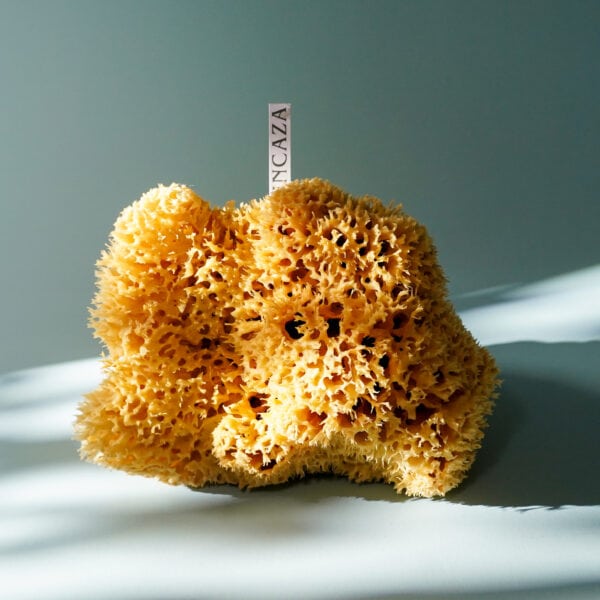 Large Natural Sea Sponge for Bathing (14-16cm) - Image 5